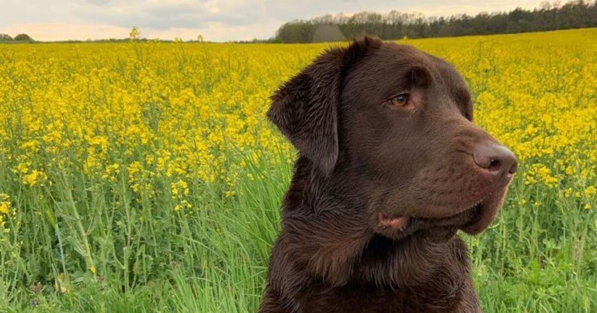 Hundeköder bei Hahnbach ausgelegt Radio Ramasuri