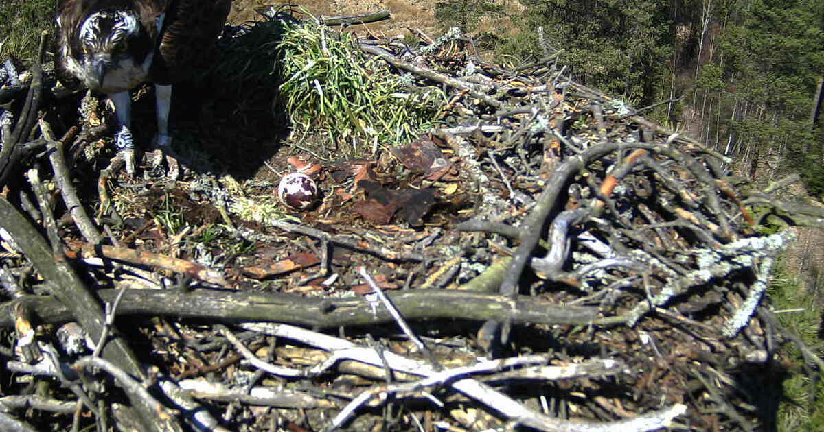 Der Fischadler „6 MU“ ist wieder da | Radio Ramasuri