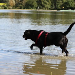 2019_hundebadetag 2.JPG