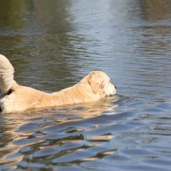 2019_hundebadetag 1.JPG