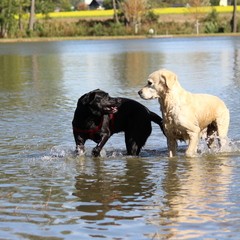 2019_hundebadetag 3.JPG