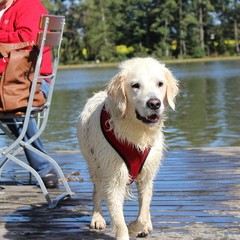 2019_hundebadetag 11.JPG