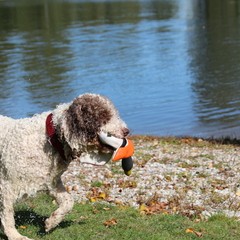 2019_hundebadetag 14.JPG