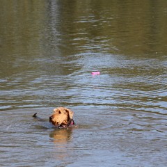 2019_hundebadetag 17.JPG