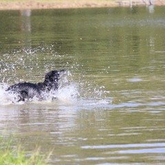 2019_hundebadetag 19.JPG