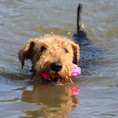 2019_hundebadetag 20.JPG