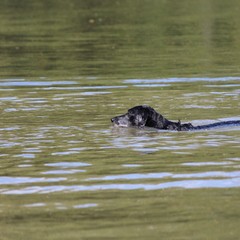 2019_hundebadetag 18.JPG