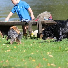 2019_hundebadetag 23.JPG