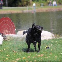 2019_hundebadetag 37.JPG