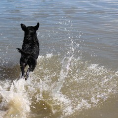 2019_hundebadetag 40.JPG