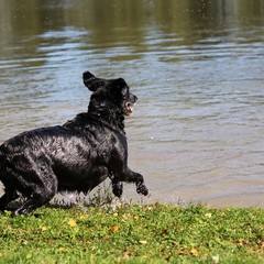 2019_hundebadetag 42.JPG