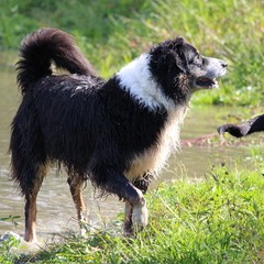 2019_hundebadetag 52.JPG