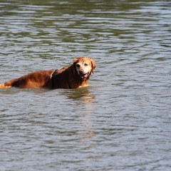 2019_hundebadetag 54.JPG