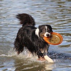 2019_hundebadetag 57.JPG