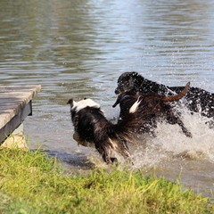 2019_hundebadetag 63.JPG