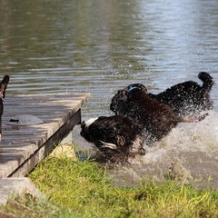 2019_hundebadetag 64.JPG