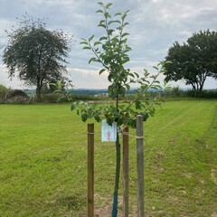 Apfelbaum Floß 1.jpg