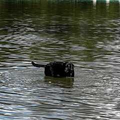 Hundebadetag2023_5.jpg
