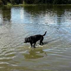 Hundebadetag2023_4.jpg