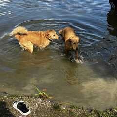 Hundebadetag2023_7.jpg