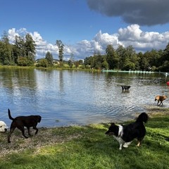 Hundebadetag2023_1.jpg