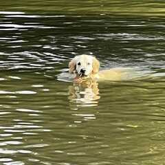 Hundebadetag2023_16.jpg