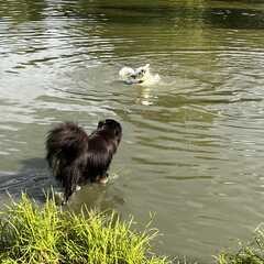Hundebadetag2023_18.jpg