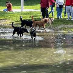 Hundebadetag2023_17.jpg