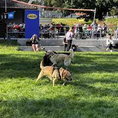 Hundebadetag2023_19.jpg