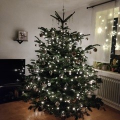 Christbaumschau’n | #2210349