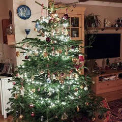 Christbaumschau’n | #2210427
