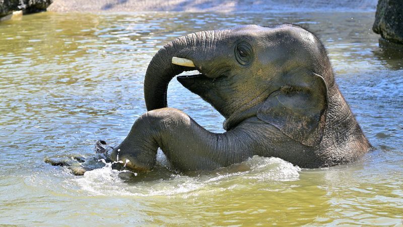 © Foto: Birgit Mohr/Tierpark Hellabrunn/dpa