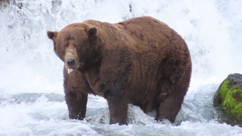 © Foto: T. Carmack/Katmai-Nationalpark/dpa