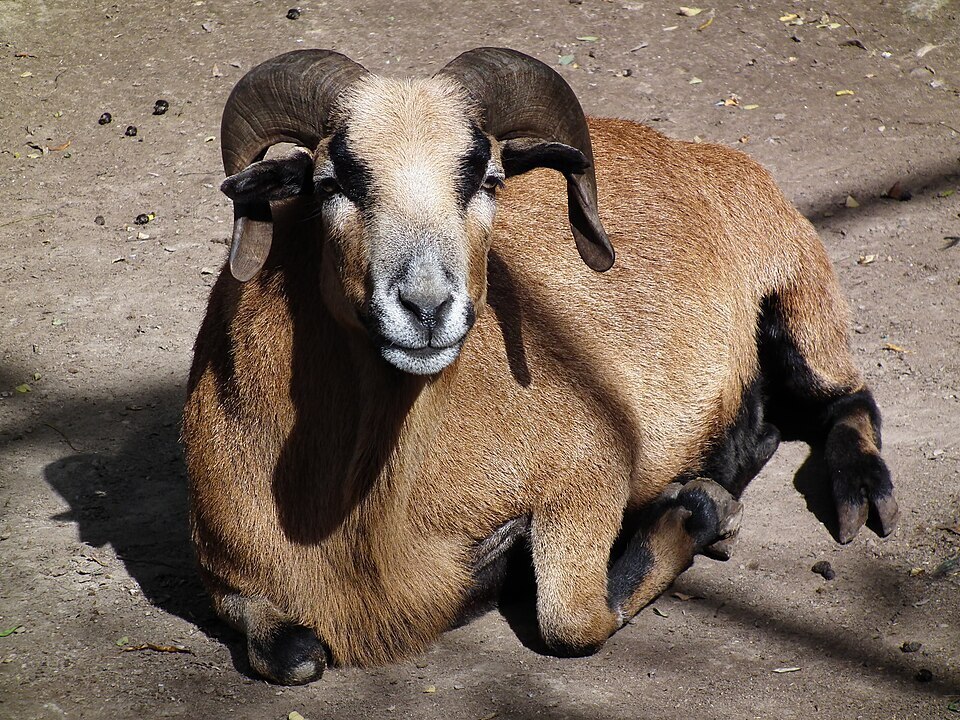 © Symbolfoto: 4028mdk09, CC BY-SA 3.0, Wikimedia Commons