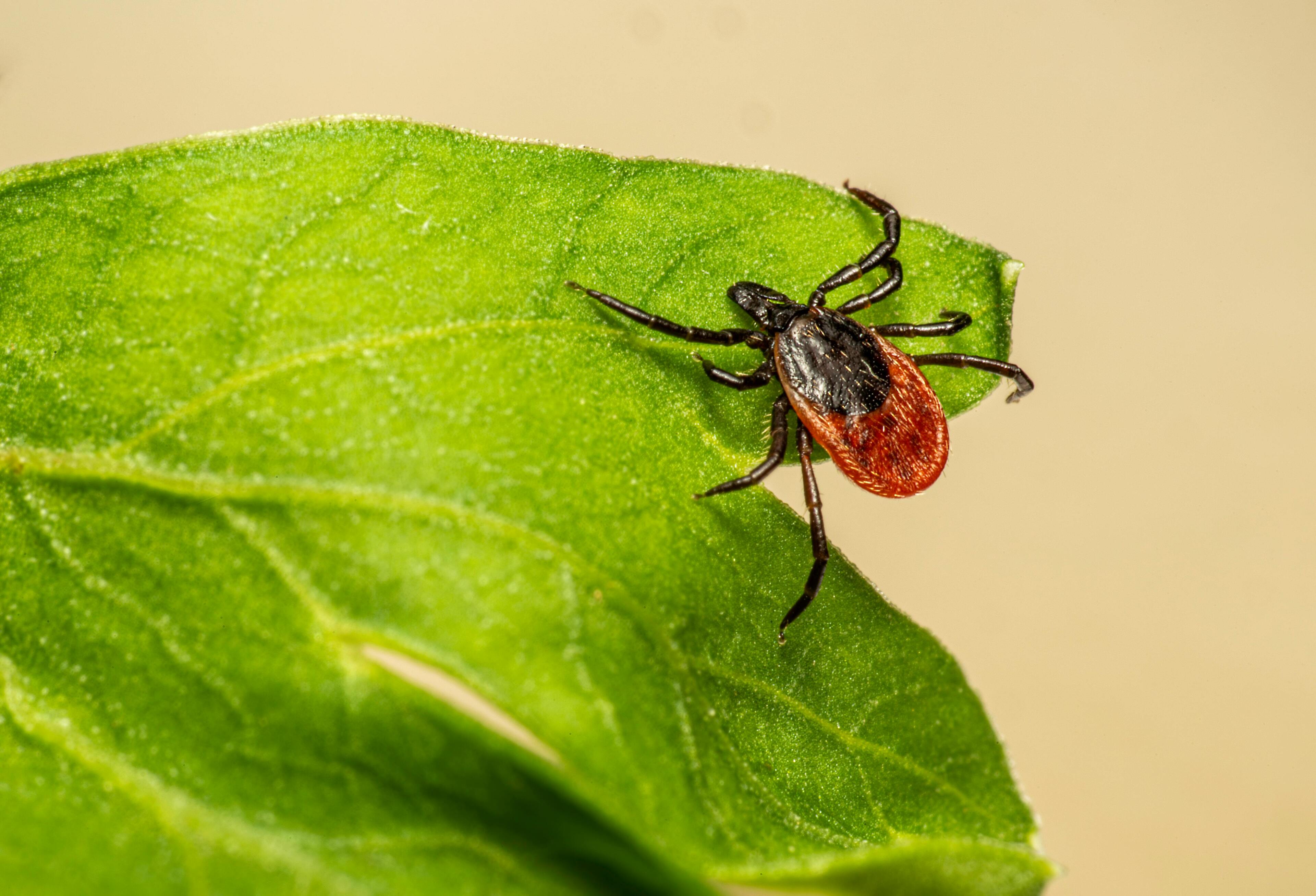 © Symbolbild: Erik Karits, pexels.com